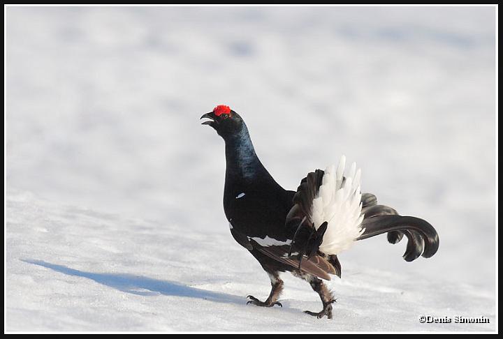 parade de tétras lyres sur neige
